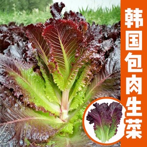 包肉生菜种籽烤肉紫色赤裙韩国沙拉烧烤盆栽四季蔬菜种子种孑