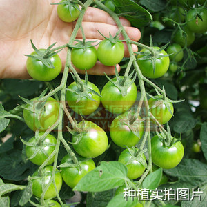 绿精灵樱桃番茄种子西红柿种籽春季四季贼不偷室内盆栽阳台生吃