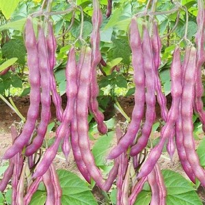 紫芸豆蔬菜 春秋紫架豆种子紫架豆种籽春季秋冬季蔬菜种籽禾之元