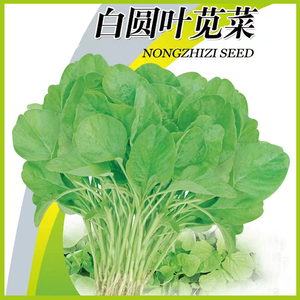 白苋菜种子盆栽小青菜野菜种籽苋菜四季蔬菜种阳台秋冬季种植春季