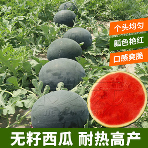 黑皮红壤麒麟西瓜种子无籽西瓜四季特大巨型西瓜种籽西瓜种孑禾之