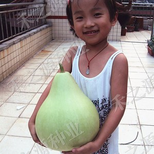 农家圆瓢菜葫芦种子圆瓢菜可做瓠瓜庭院种植种籽春季观赏蔬菜种孑