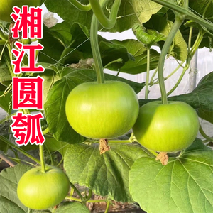 湘江圆瓠瓜种子瓠瓜蔬菜瓠子瓜高产四季夏季春季农家青菜种籽种孑
