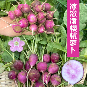 紫樱桃萝卜种子水果春秋樱桃萝卜菜籽四季种孑阳台盆栽蔬菜种籽菜