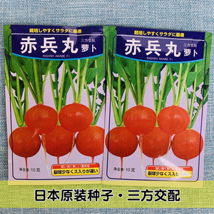 赤兵丸萝卜种子水果春秋樱桃萝卜菜籽四季种孑阳台盆栽蔬菜种籽