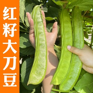 红刀豆种子庭院栽培种籽盆栽春季夏秋四季豆角阳台农家菜豆种孑