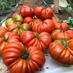 牛排番茄种子四季巨型超大传统毛粉西红柿苗沙瓤蔬菜种籽春季种孑