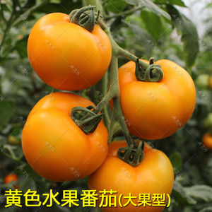 大黄毛粉番茄种子水果西红柿种籽四季盆栽春季秋农家沙瓤蔬菜种孑