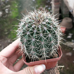 稀有精品实生仙人球【巨人柱】开花可爱萌球 吸甲醛 防辐射