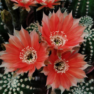 宝山香格里拉绿砂橙红色绯宝丸紫宝红姑娘黄花宝山仙人球4人付款15