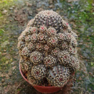 辉煌群生仙人球软刺属易养美观吸甲醛防辐射开大黄花绿植盆栽