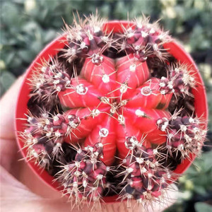 仙人球【五彩牡丹】红牡丹开花易养 创意花卉带小崽吸甲醛 防辐射