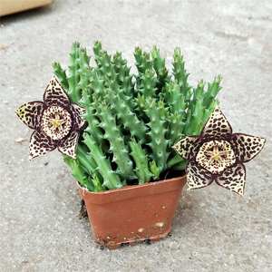 稀少贵货多肉植物姬龙角整盆开花迷你绿植盆栽防辐射吸甲醛