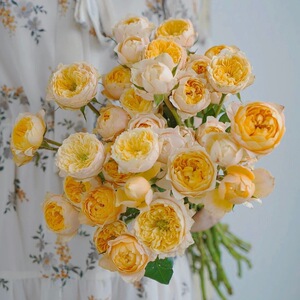 云南昆明鲜花速递多头黄蝴蝶奥斯汀花型泡泡玫瑰鲜切插花水养招代