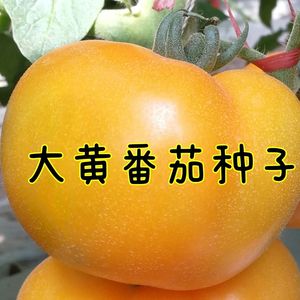 黄色大西红柿种子沙瓤大黄柿子种子老品种西红柿阳台盆栽蔬菜种子