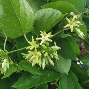 可食用夜来香花带土发货阳台庭院室外爬藤植物夜兰香夜香花苗盆栽