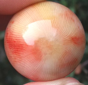 宁强珊瑚玉石化石四射单体2.3把玩配饰串佛珠子吊坠项链车挂11w