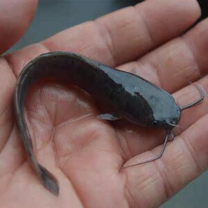 鱼苗塘鲺埃及 塘角埃及 土塘鲺埃及八须鲶鱼本地塘虱革胡子鲶鱼.