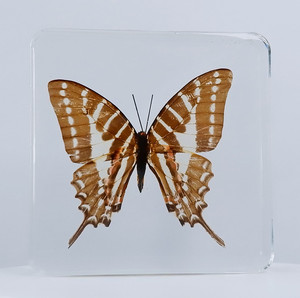 天然蝴蝶标本水晶滴胶包埋红绶绿凤蝶小学幼儿科普教材装饰摆件