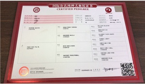 mvka协会 宠物 狗 犬 血统证书 出生纸 纯种证书 同比cku fci akc