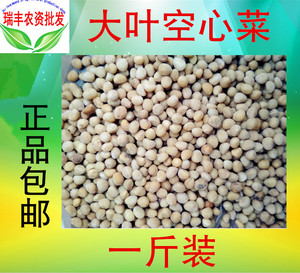散装大叶空心菜种子500g白籽芽苗菜 黑籽种植 观赏柳叶 大叶 细叶