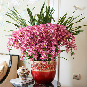 大花蕙兰盆栽带花室内鲜花客厅高档兰花新年装饰大盆景花盆年宵花