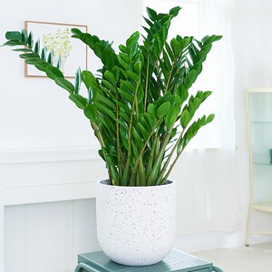 金钱树盆栽植物室内大