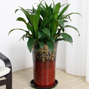 爱优尚也门铁盆栽室内客厅办公室绿化绿植净化空气植物盆栽北京