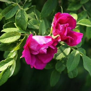 山红刺玫东北四季玫瑰耐寒耐旱冷香家庭盆栽观赏花卉园艺易活包邮