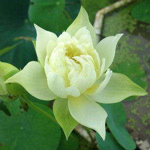 【黄羚羊碗莲】黄羚羊碗莲品牌,价格 - 阿里巴巴