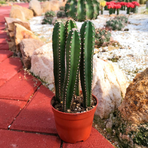 仙人掌大型植物