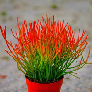 火焰红珊瑚大型绿植庭院光棍树锦大戟科多肉植物冬天变红正欣园艺