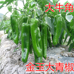 牛角椒种子辣椒种子尖椒种子金玉大青椒种子日本进口吉川青椒种子