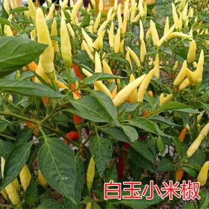 小米椒种子朝天椒种子辣椒种子高产抗病包邮尖包邮白玉小米椒种子