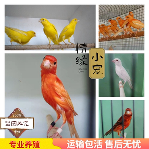 红桂皮玉鸟