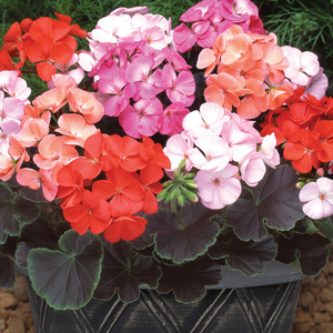 直立天竺葵花苗 观叶植物 鲑红色粉红玫红黑天鹅绒 10*10营养钵苗