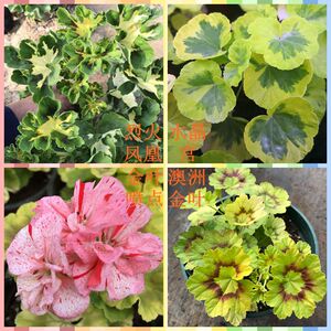 直立彩叶天竺葵枝条 烈火凤凰水晶宫金叶喷点黑天鹅绒牛眼系列等