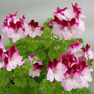 天使之眼天竺葵花苗 黛比 营养钵苗 阳台开花盆栽花卉