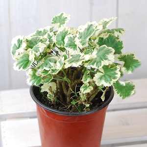 直立花叶天竺葵 彩叶天竺葵 银边弗兰克geranium frank headley