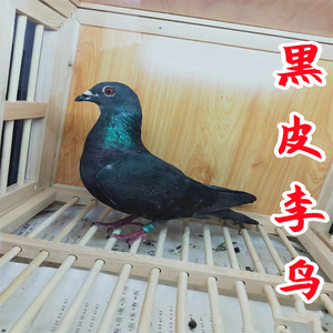 黑皮李鸟信鸽成绩鸽赛鸽远程鸽国学吴淞实战李鸟幼鸽种鸽活体包邮