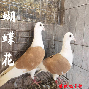 蝴蝶背信鸽观赏鸽彩背鸽子赛鸽活体蝴蝶花种鸽异色鸽子一对包邮
