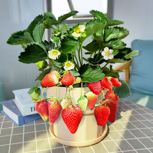 草莓盆栽白底图片