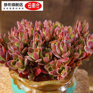云南直发焰芒群生老桩多肉植物组合盆栽巨型超大多肉老桩稀有品种