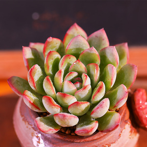 樱桃多肉植物盆栽老桩肉植物多肉室内稀有品种大颗桌面防辐射花卉