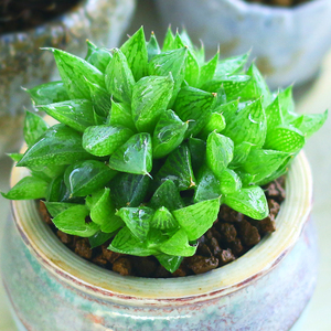 水晶小寿玉露多肉植物组合超萌多肉绿植花卉园艺室内盆栽蝉翼多肉