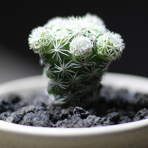 【仙人球白鸟】仙人球白鸟品牌,价格 - 阿里巴巴