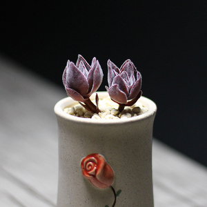 焰芒 韩国进口多肉植物组合盆栽肉肉植物多肉盆多肉园艺绿植花卉