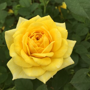 金凤凰月季经典植物大花灌木庭院四季开花绿植盆栽花卉月季玫瑰