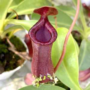 食虫植物黑精灵猪笼草 产家直销! 价格实在!花唇红瓶,好养好看