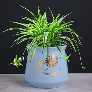 多肉花盆套装组合创意个性室内兰花吊兰绿萝植物陶瓷盆器特价清仓